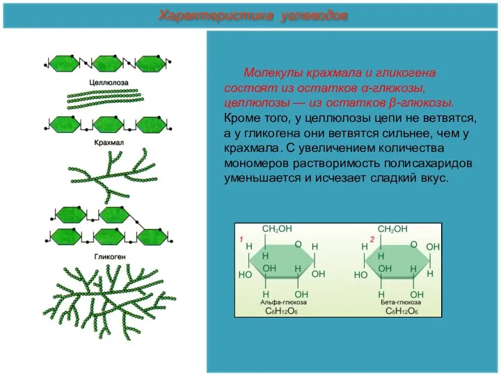 Молекулы крахмала и гликогена состоят из остатков α-глюкозы, целлюлозы —