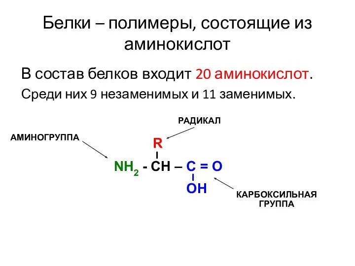 Белки – полимеры, состоящие из аминокислот В состав белков входит