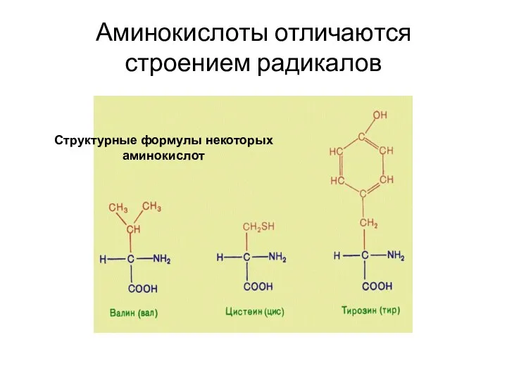 Аминокислоты отличаются строением радикалов Структурные формулы некоторых аминокислот