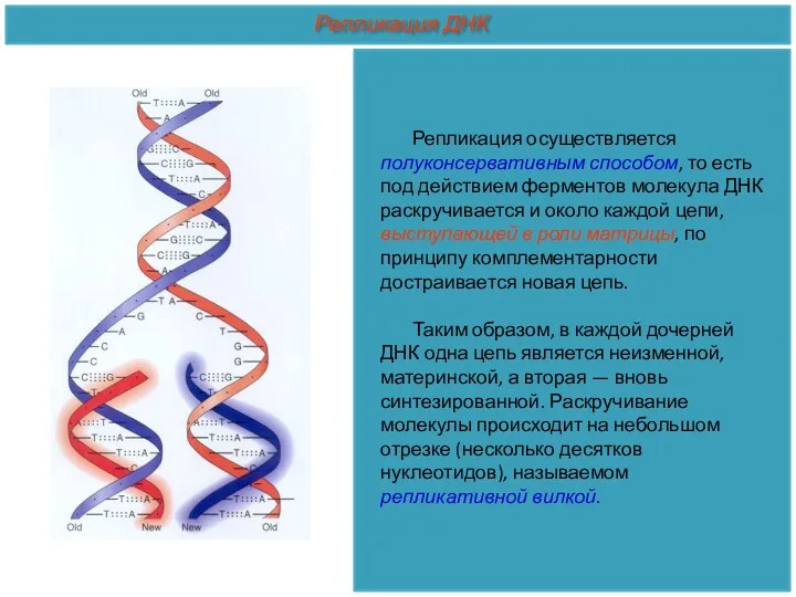 Репликация осуществляется полуконсервативным способом, то есть под действием ферментов молекула