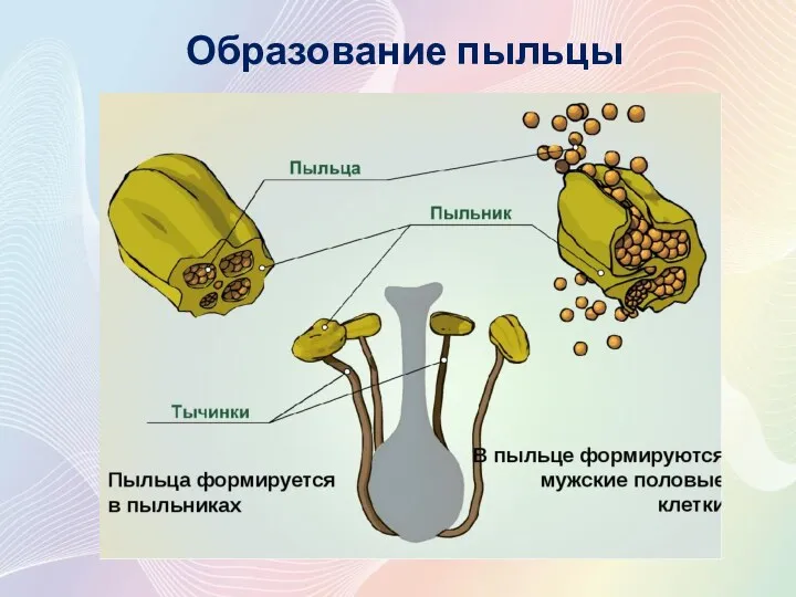 Образование пыльцы