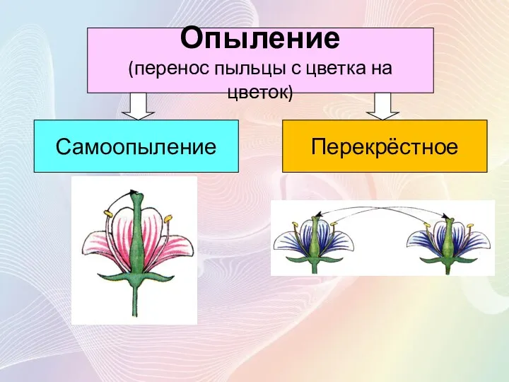 Опыление (перенос пыльцы с цветка на цветок) Перекрёстное Самоопыление