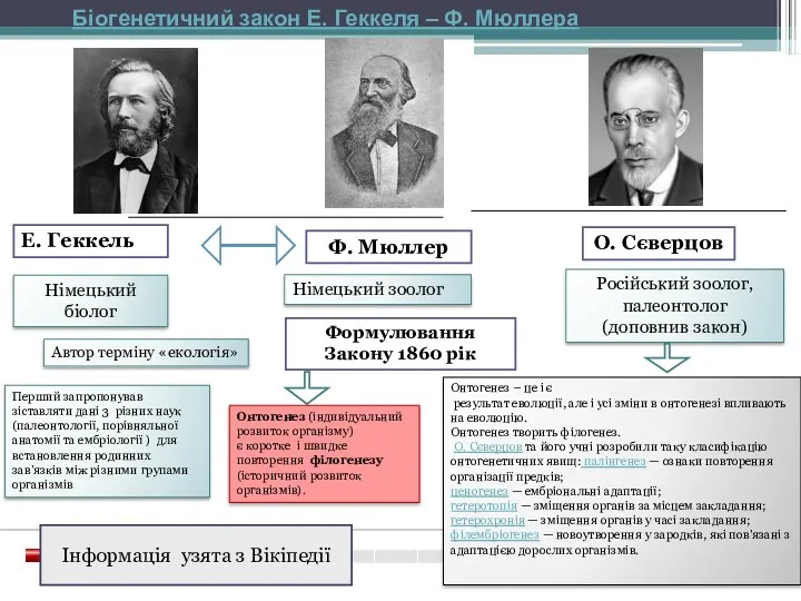 SCENE Біогенетичний закон Е. Геккеля – Ф. Мюллера Е. Геккель