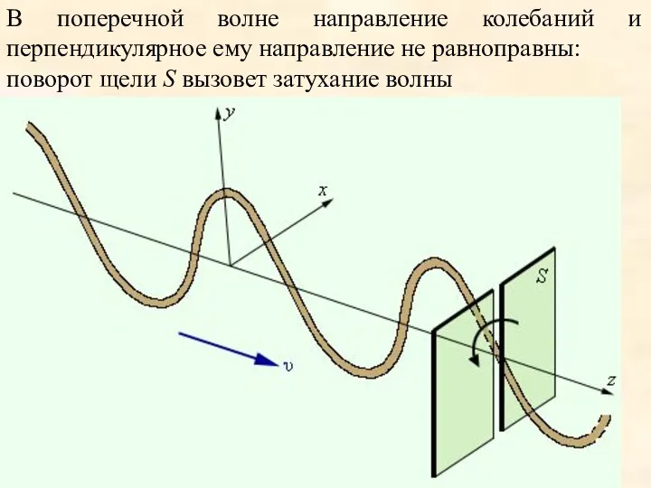 В поперечной волне направление колебаний и перпендикулярное ему направление не