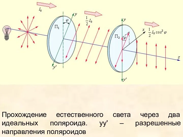 Прохождение естественного света через два идеальных поляроида. yy' – разрешенные направления поляроидов