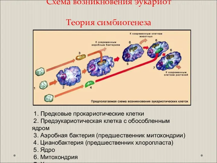 Схема возникновения эукариот Теория симбиогенеза 1. Предковые прокариотические клетки 2.