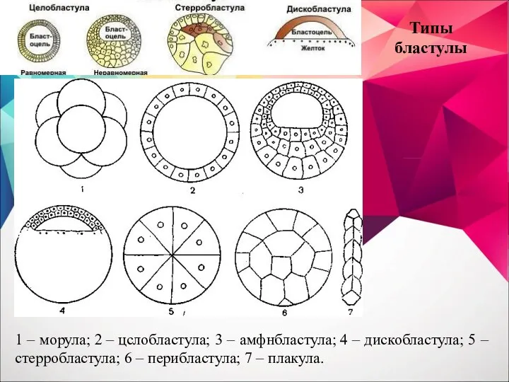 1 – морула; 2 – цслобластула; 3 – амфнбластула; 4