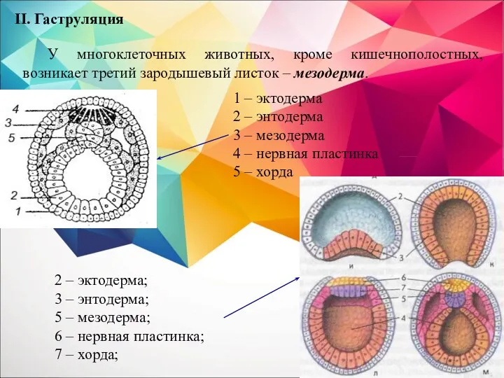 II. Гаструляция У многоклеточных животных, кроме кишечнополостных, возникает третий зародышевый