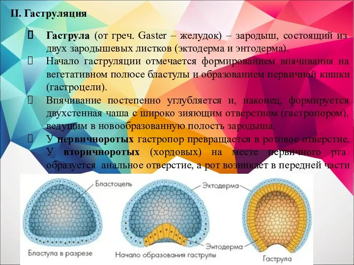 II. Гаструляция Гаструла (от греч. Gaster – желудок) – зародыш,