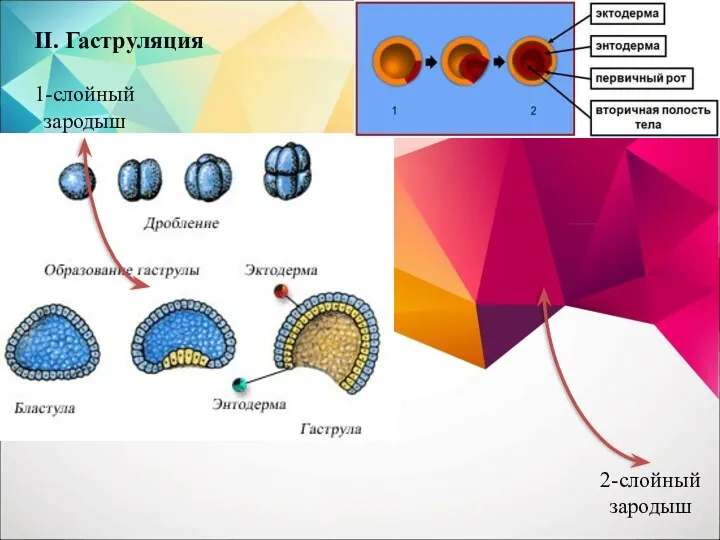 1-слойный зародыш 2-слойный зародыш II. Гаструляция