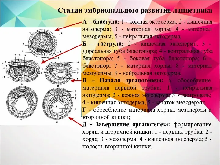 Стадии эмбрионального развития ланцетника А – бластула: 1 - кожная