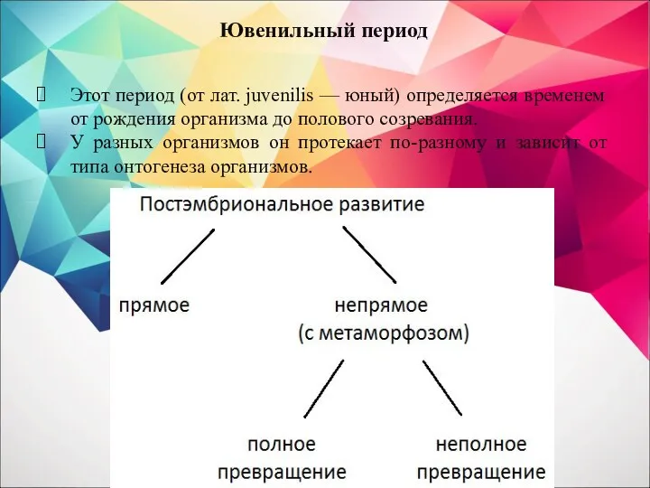 Ювенильный период Этот период (от лат. juvenilis — юный) определяется