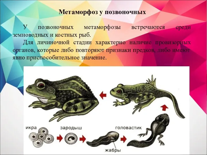 У позвоночных метаморфозы встречаются среди земноводных и костных рыб. Для
