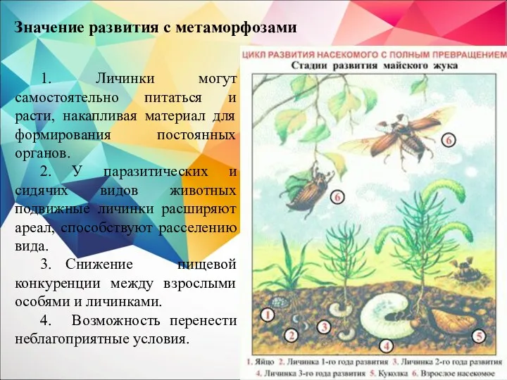 Значение развития с метаморфозами 1. Личинки могут самостоятельно питаться и