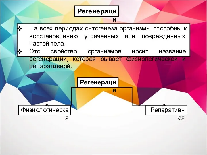 На всех периодах онтогенеза организмы способны к восстановлению утраченных или