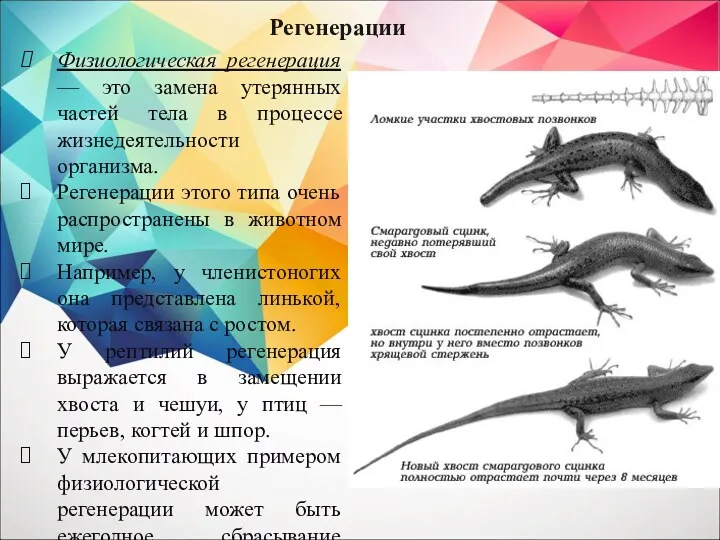 Регенерации Физиологическая регенерация — это замена утерянных частей тела в