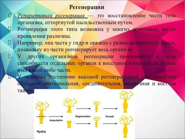 Репаративная регенерация — это восстановление части тела организма, отторгнутой насильственным