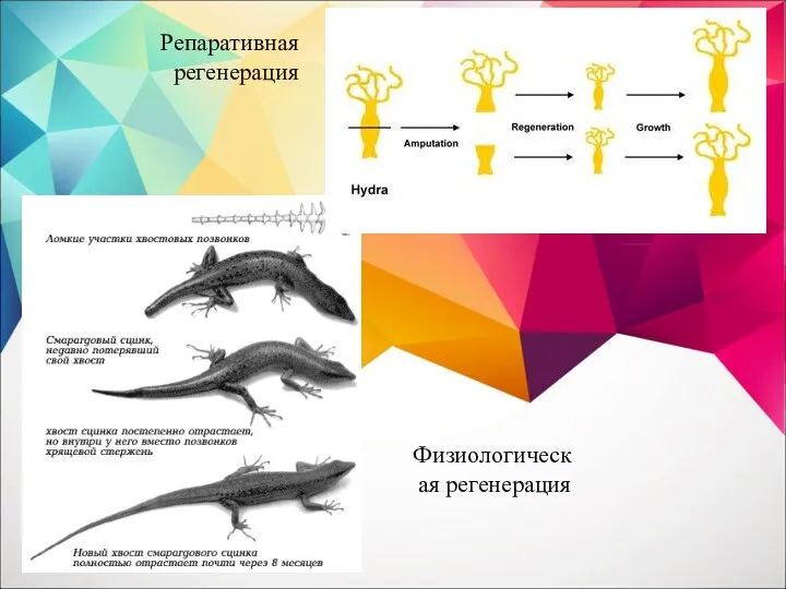 Репаративная регенерация Физиологическая регенерация