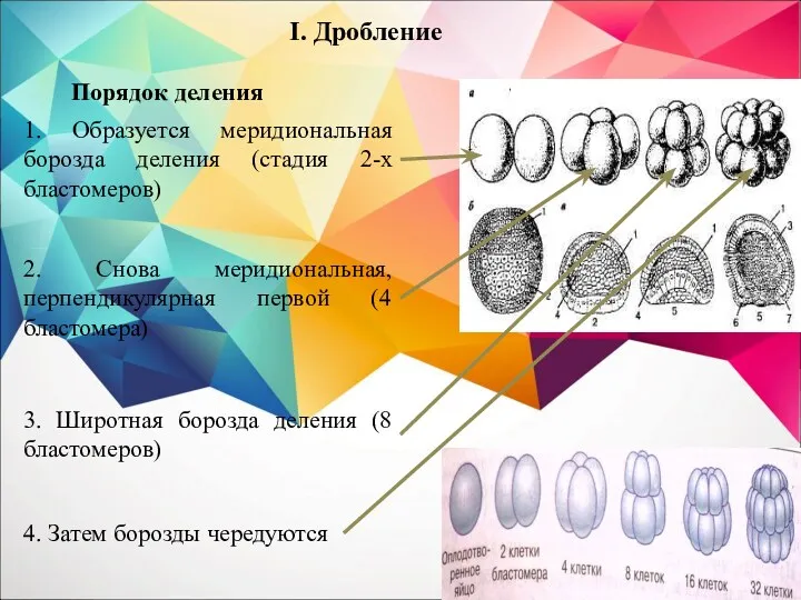 4. Затем борозды чередуются I. Дробление Порядок деления 1. Образуется