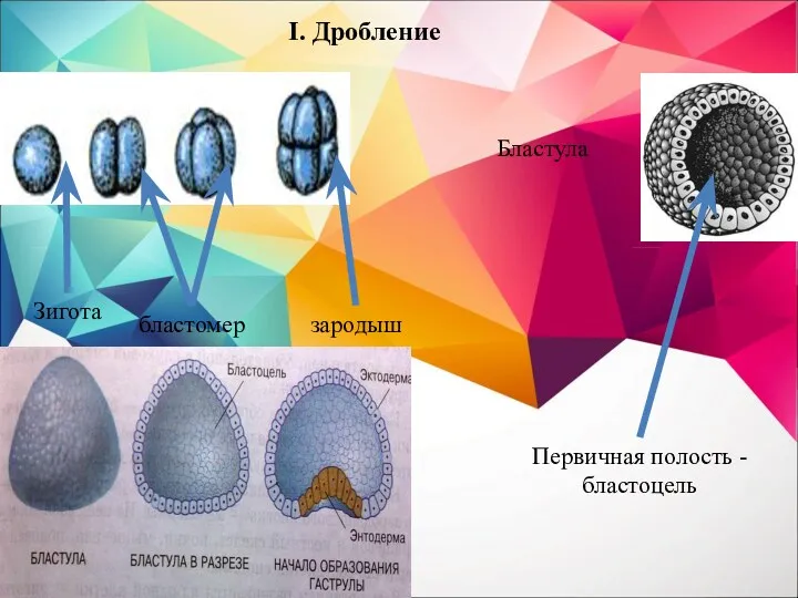 Зигота зародыш бластомер Первичная полость - бластоцель Бластула I. Дробление