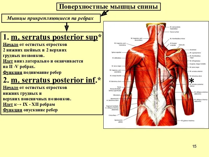 Мышцы прикрепляющиеся на ребрах 1. m. serratus posterior sup* Начало