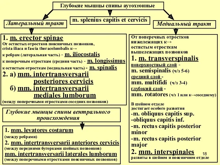 Глубокие мышцы спины аутохтонные Латеральный тракт Медиальный тракт m. splenius