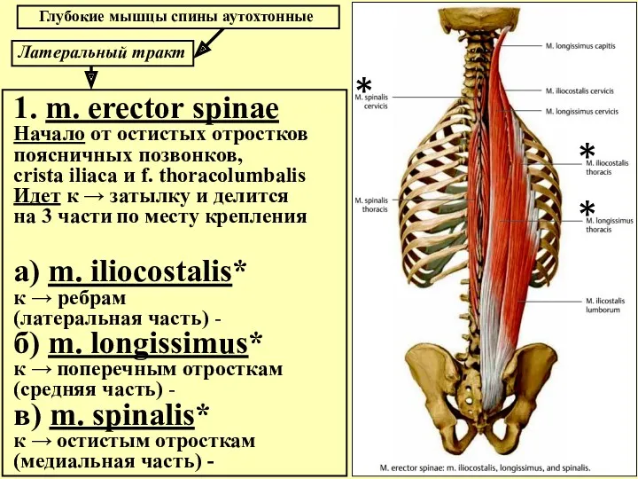 Глубокие мышцы спины аутохтонные Латеральный тракт 1. m. erector spinae