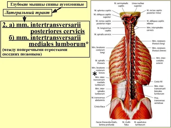 Глубокие мышцы спины аутохтонные 2. а) mm. intertransversarii posteriores cervicis