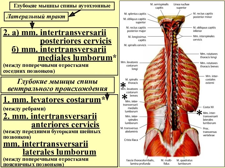 Глубокие мышцы спины аутохтонные 2. а) mm. intertransversarii posteriores cervicis