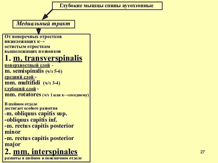 Глубокие мышцы спины аутохтонные Медиальный тракт От поперечных отростков нижележащих