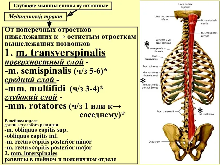 Медиальный тракт От поперечных отростков нижележащих к→ остистым отросткам вышележащих