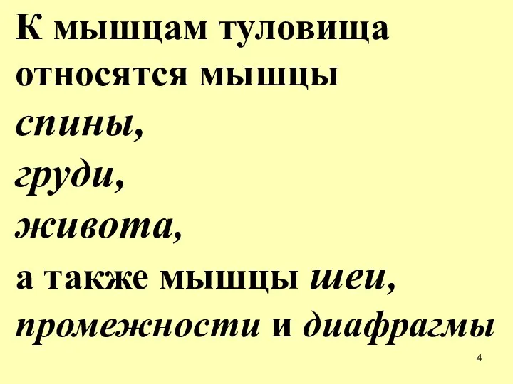 К мышцам туловища относятся мышцы спины, груди, живота, а также мышцы шеи, промежности и диафрагмы