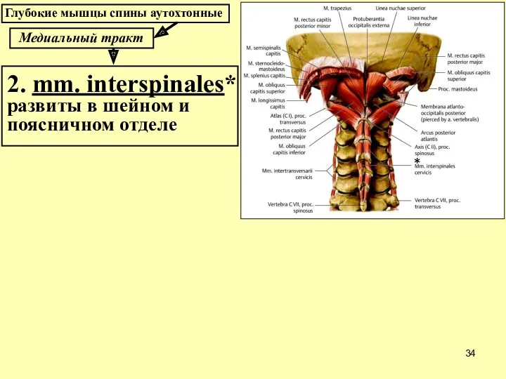 Медиальный тракт 2. mm. interspinales* развиты в шейном и поясничном отделе Глубокие мышцы спины аутохтонные *
