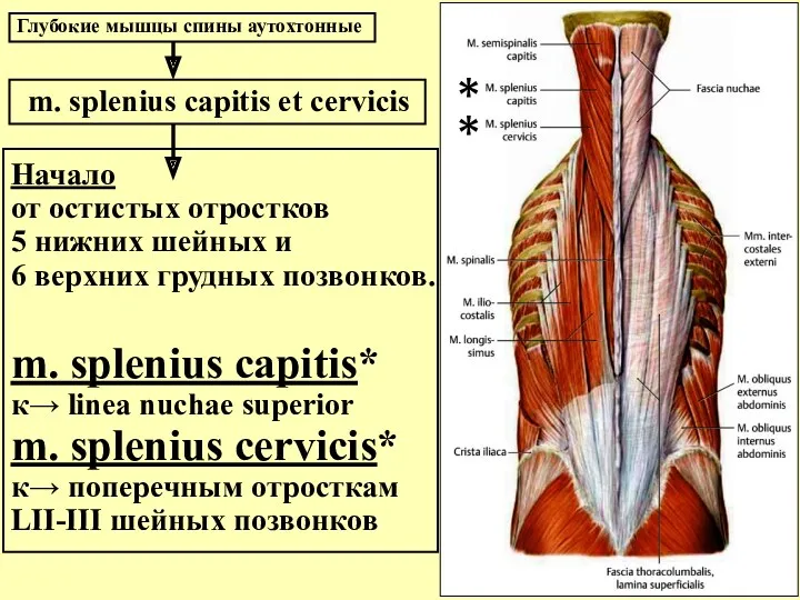 Начало от остистых отростков 5 нижних шейных и 6 верхних