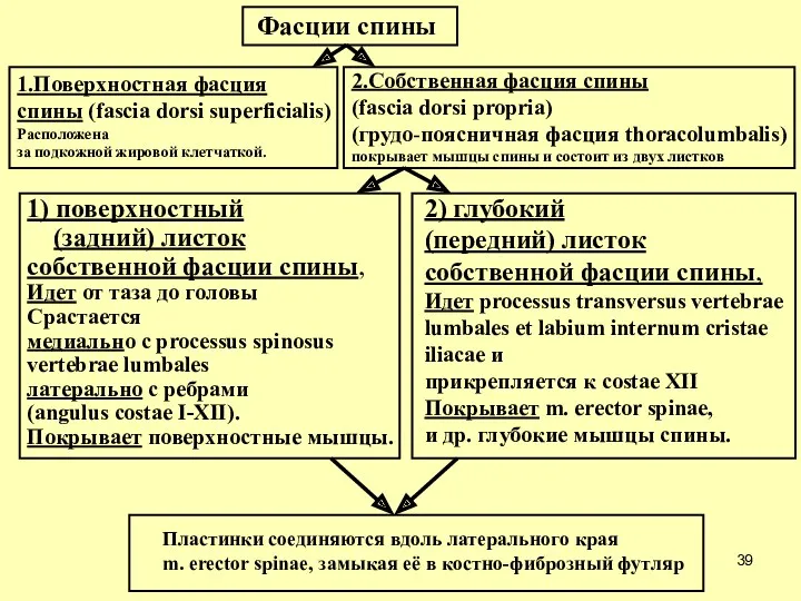 Фасции спины 1.Поверхностная фасция спины (fascia dorsi superficialis) Расположена за