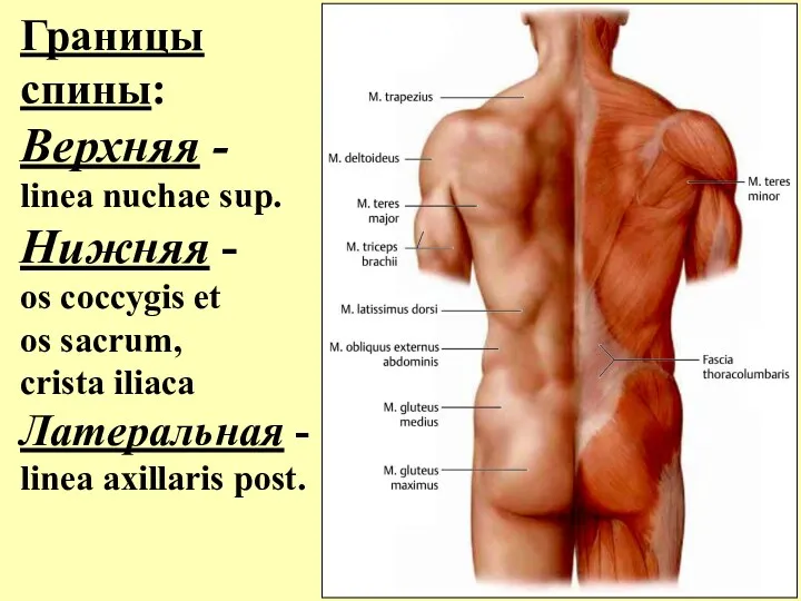 Границы спины: Верхняя - linea nuchae sup. Нижняя - os