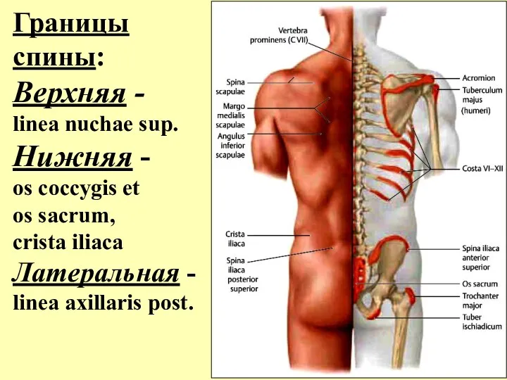 Границы спины: Верхняя - linea nuchae sup. Нижняя - os