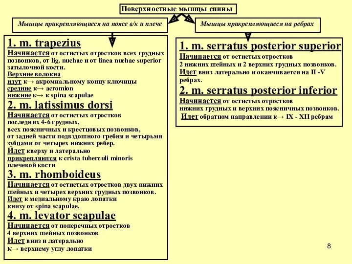 Поверхностные мышцы спины Мышцы прикрепляющиеся на поясе в/к и плече