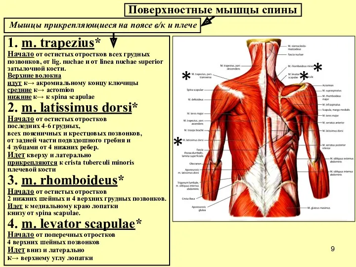 Мышцы прикрепляющиеся на поясе в/к и плече 1. m. trapezius*