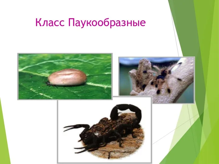 Класс Паукообразные