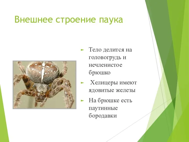Внешнее строение паука Тело делится на головогрудь и нечленистое брюшко