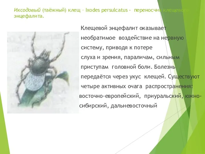 Иксодовый (таёжный) клещ – Ixodes persulcatus - переносчик клещевого энцефалита.