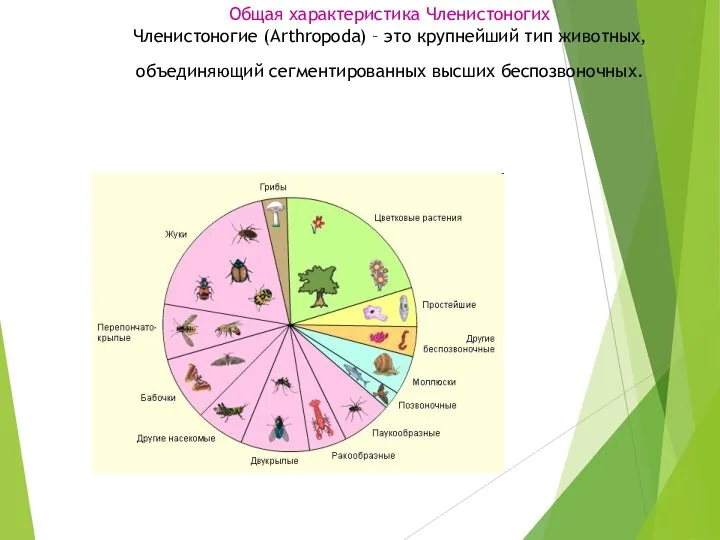 Общая характеристика Членистоногих Членистоногие (Arthropoda) – это крупнейший тип животных, объединяющий сегментированных высших беспозвоночных.