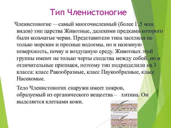 Тип Членистоногие Членистоногие —самый многочисленный (более I ,5 млн. видов)