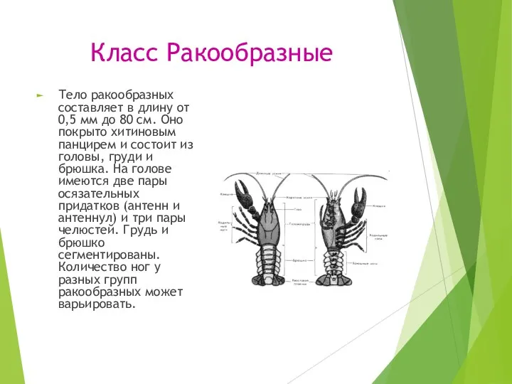 Класс Ракообразные Тело ракообразных составляет в длину от 0,5 мм