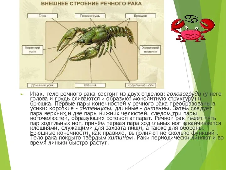 Итак, тело речного рака состоит из двух отделов: головогруди (у