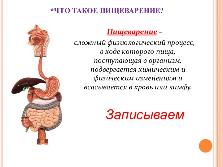 *ЧТО ТАКОЕ ПИЩЕВАРЕНИЕ? Пищеварение – сложный физиологический процесс, в ходе