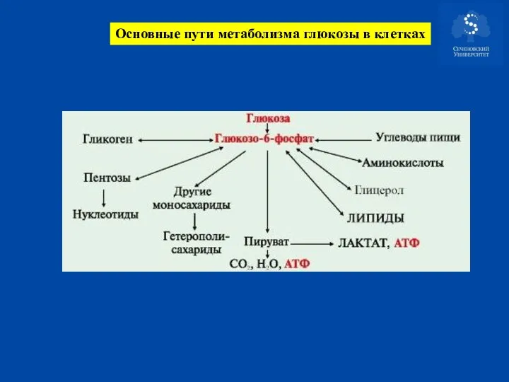 Основные пути метаболизма глюкозы в клетках