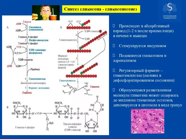 Синтез гликогена - гликогеногенез Происходит в абсорбтивный период (1-2 ч после приема пищи)