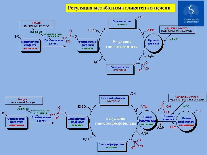 Регуляция метаболизма гликогена в печени Регуляция гликогенсинтазы Регуляция гликогенфосфорилазы